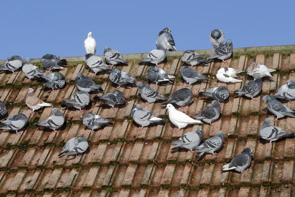 Dépitonnage Valescourt