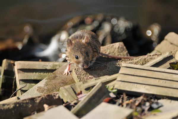Rats, renards, pigeons, corbeaux Valescourt